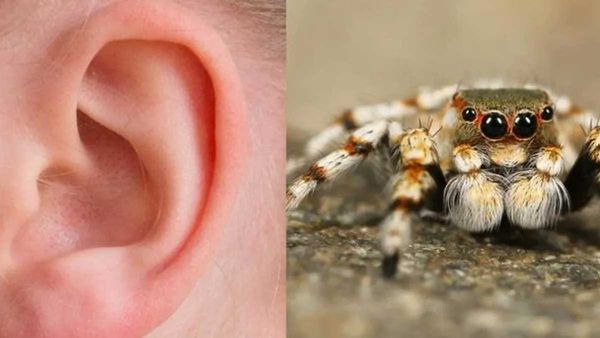 Spider Nesting: చెవిలో సాలీడు గూడు.. చూస్తే షాక్ అవ్వాల్సిందే..!