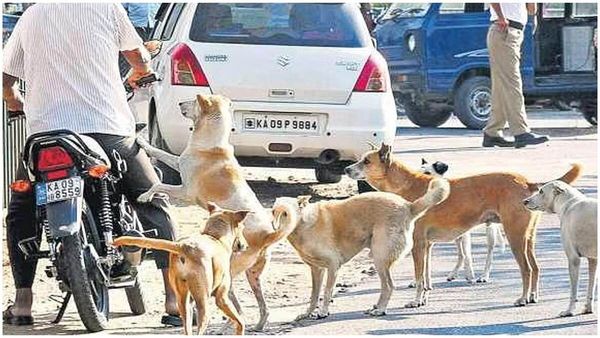 Dog Attack: సిద్దిపేటలో కుక్కల హల్‍చల్.. అదనపు కలెక్టర్‍పై..