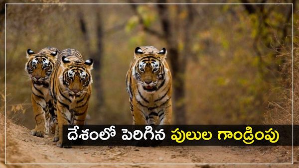 ప్రాజెక్ట్ టైగర్: దేశంలో పెరిగిన పులుల గాండ్రింపు; తాజా లెక్కలివే!!