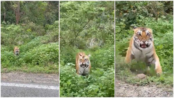Viral Video: వామ్మో పులి.. కొద్దిలో తప్పిన ప్రమాదం.. వైరల్ అయిన వీడియో..