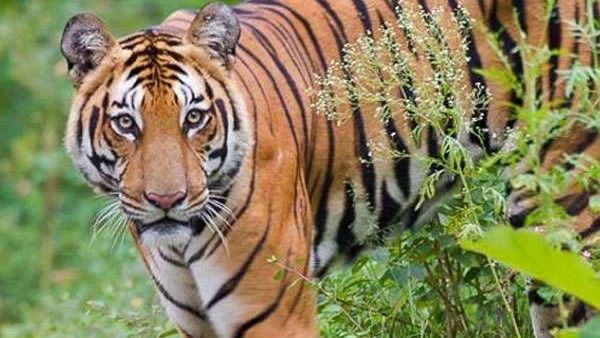 అరుదైన రాయల్ బెంగాల్ టైగర్ మృతి: సిమిలిపాల్ టైగర్ రిజర్వ్‌లో ఘటన