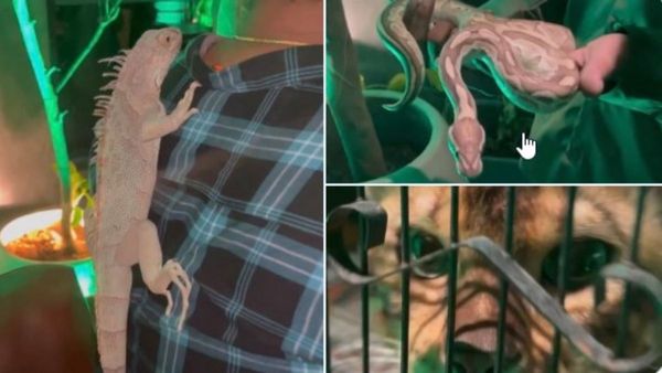 హైదరాబాద్ నైట్ క్లబ్‌లో వన్య ప్రాణుల కలకలం: వీడియోలు వైరల్, యజమాని అరెస్ట్