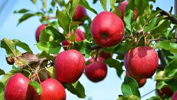 యాపిల్ దిగుమతులను నిషేధించిన కేంద్రం: కేజీ ధర రూ.50 కంటే తక్కువ ఉంటే