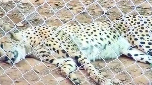 Cheeta: కూనో నేషనల్ పార్కులో మరో చిరుత మృతి..