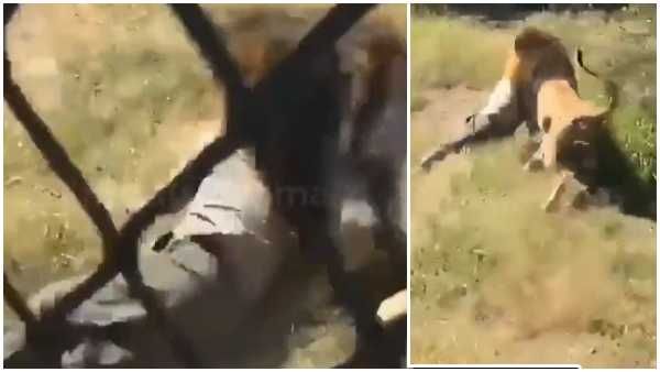 Viral Video: సింహంతో అట్లుంటది మరి.. ఇడ్చిపడేసిన సింహరాజు..