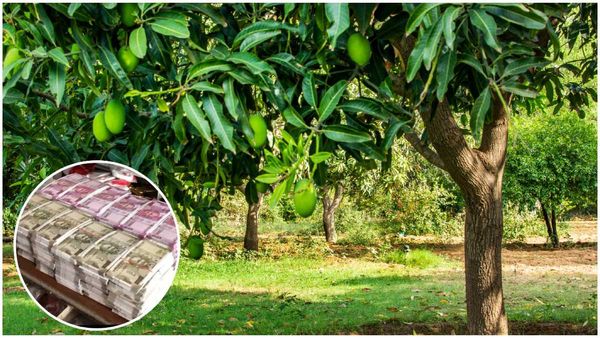 మామిడి చెట్టుపై కోటి రూపాయలు; కర్ణాటక ఎన్నికల్లో బయటపడుతున్న నోట్ల కట్టలు!!