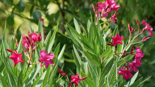 vastu tips: గన్నేరు పూల చెట్టు ఇంట్లో ఉంటే అదృష్టమా? దురదృష్టమా? తెలుసుకోండి