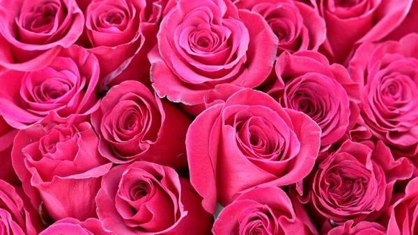 Vastu tips: గులాబీలతో గౌరవం, ప్రేమ; ఆర్ధిక సమస్యలకు చెక్.. ఎలాగంటే!!