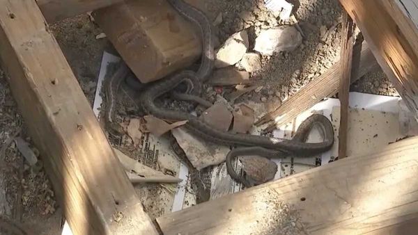 Snakes: కొత్త ఇంట్లోకి రాగానే షాక్.. ఇంటి గోడల్లో 40 పైగా పాములు..