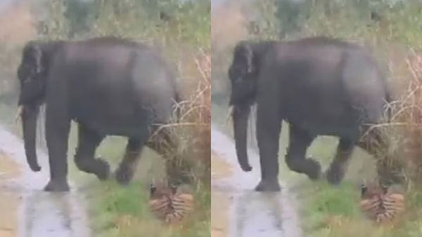 Viral video: గజరాజుల గుంపును చూసి వణికిన పులి: పొదల్లో నక్కుతూ దారిచ్చింది