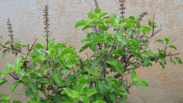 మే31 నిర్జల ఏకాదశి; ఆరోజు పొరబాటున కూడా తులసిమొక్క దగ్గర ఈ తప్పులు చెయ్యొద్దు!!