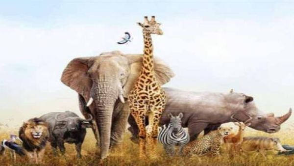 Vastu tips: ఈ 6 జంతువుల చిత్రాలు పెడితే ఇంట్లోకి మెరుపువేగంతో డబ్బు వస్తుంది