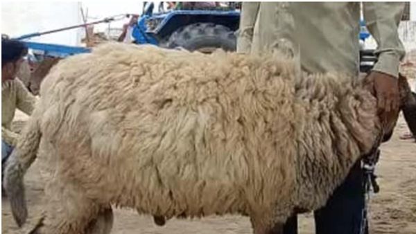 786 సింబల్, ఒక గొర్రె విలువ రూ. 1 కోటి రూపాయలు, బక్రీద్ ఎఫెక్ట్ తో యజమాని !