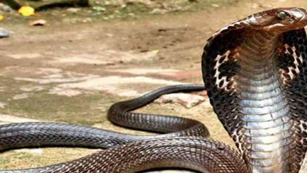 Snake: పామును కొరికి చంపిన బాలుడు.. ఆ తర్వాత ఏం జరిగిందంటే..!