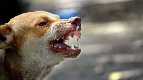 Street Dogs Attack: జగిత్యాల జిల్లా కేంద్రంలో కుక్కల దాడులు.. 15 మంది పిల్లలకు గాయాలు..!