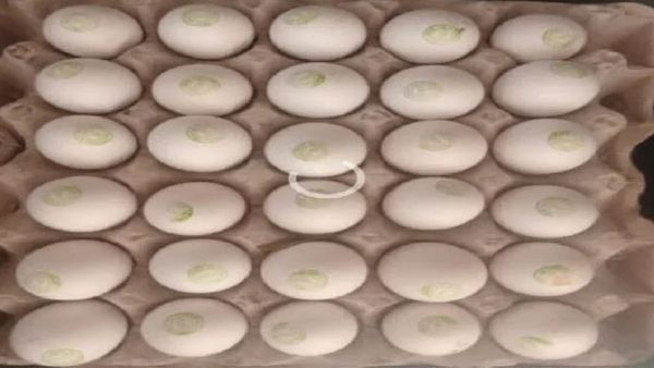 కోడిగుడ్లపై రంగులతో తెలంగాణా సర్కార్ ముద్ర.. ఎందుకంటే!!