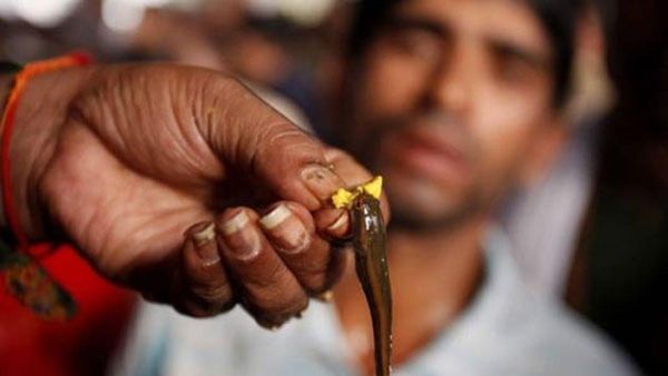 Hyderabad: చేప ప్రసాదం పంపిణీకి అంతా సిద్ధం.. శుక్రవారం నుంచి పంపిణీ మొదలు..