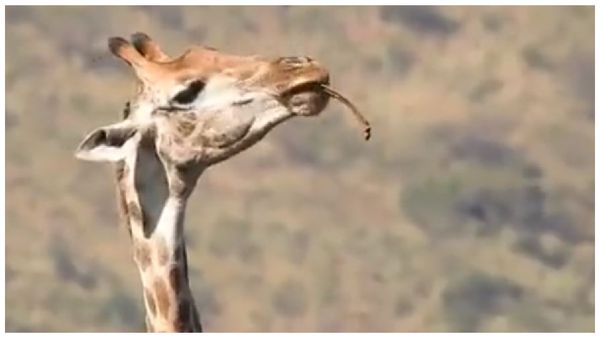 ఫ్రెంచ్ ఫ్రైస్‌లా ఎముకలను నమిలిన జిరాఫీ
