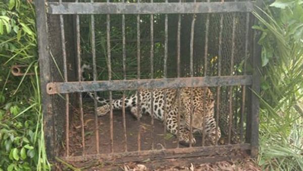 తిరుమల: బాలుడిపై దాడి చేసిన చిరుత బోనుకు చిక్కింది, ఏం చేస్తారంటే?