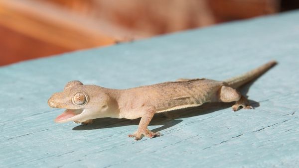 ఇంట్లో బల్లులు పోవాలంటే ఇలా చెయ్యండి!!