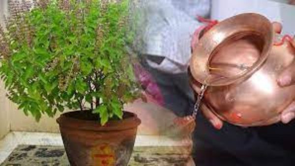 దేవశయని ఏకాదశి నాడు తులసికి సంబంధించి ఈ తప్పులు అస్సలు చెయ్యొద్దు!!
