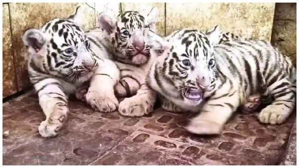 Viral video: ఈ తెల్ల పులికూనలు ఎంత ముద్దొస్తున్నాయో చూడండి..!