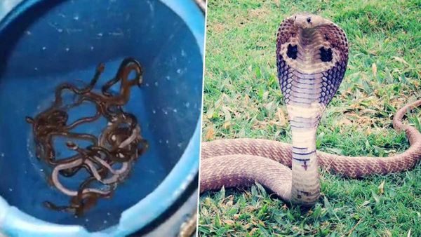 Snakes:ఆ ఇంట్లో బయటపడ్డ 60 పాములు..ఒళ్లు గగుర్పొడిచే ఘటన..!