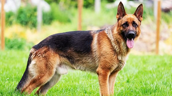 Dog: పెంపుడు కుక్క వర్ధంతిని ఘనంగా నిర్వహించిన కుటుంబం..