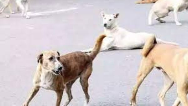StreetStreet Dogs: కూకట్‍పల్లిలో దార Dogs: కూకట్‍పల్లిలో దారుణం.. వీధి కుక్కల దాడిలో తీవ్రంగా గాయపడిన బాలుడు..