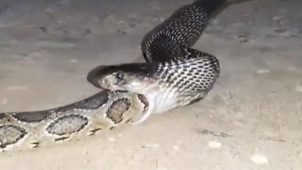 అంత పెద్ద కొండచిలువను అమాంతం మింగిన కింగ్ కోబ్రా