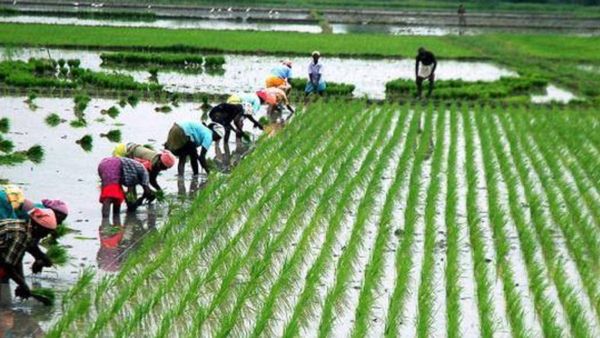 Farmers: వరి నాట్లకు కూలీల కొరత.. భారీగా పెరిగిన కూలీ ధరలు.