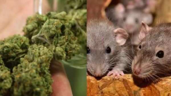 ఎలుకలు కూడా డ్రగ్స్ తినేస్తున్నాయా ?, 22 కేజీల గంజాయి స్వాహా, కోర్టులో కేసు !