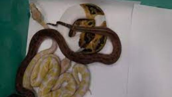 Python: తిరుచ్చి ఎయిర్ పోర్టులో కొండ చిలువలు.. షాకైన అధికారులు..