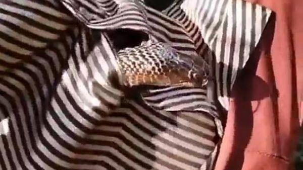 వీడియో: షర్ట్‌లో దూరిన ఆరడుగుల నాగుపాము- గుండె జారి గల్లంతు