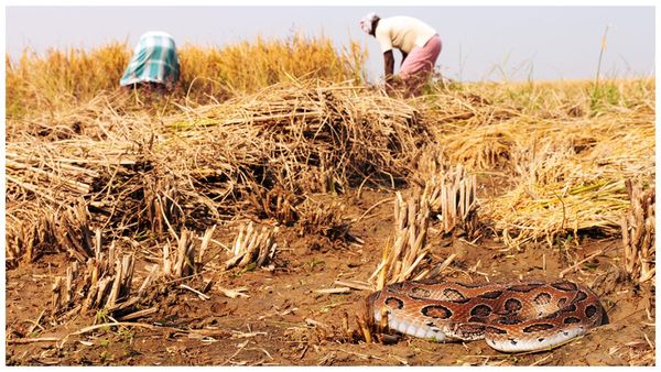వర్షాకాలం.. పాముల కాలం: పొలాల్లో రైతులే కాదు మీరు కూడా.. పదిలం!!