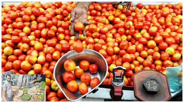 Tomato Farmer: టమాటాలమ్మి రూ.1.84 కోట్లు సంపాదించిన తెలంగాణ రైతు..