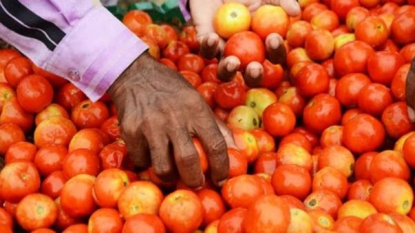 టమోటా ఆల్ టైం రికార్డు ధర - తగ్గేది ఎప్పుడంటే..!!