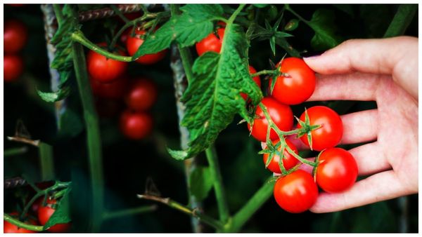 జాక్ పాట్ కొట్టిన చిత్తూరు రైతు, 45 రోజుల్లో రూ. 4 కోట్లు సంపాదన, అప్పులు క్లోజ్ !