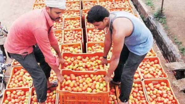 Tomato: టమాటాల కోసం సీసీ కెమెరాలు పెడుతున్న వ్యాపారులు..
