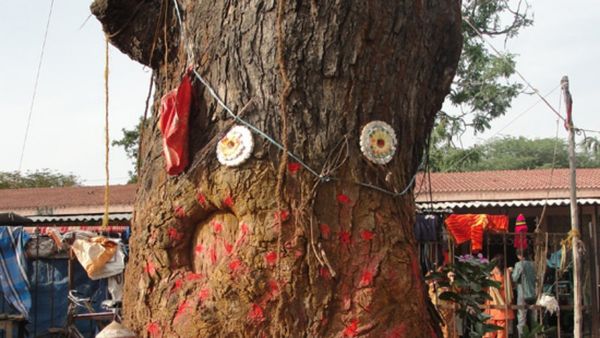 దేవతా వృక్షాలు: ఏ చెట్లు, మొక్కలలో ఏ దేవతలు నివసిస్తారు? తెలుసుకోండి!!