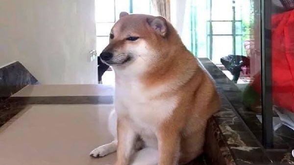 మీమ్స్ మహారాజు..చీమ్స్ డాగ్ ఇక లేదు: కేన్సర్‌తో పోరాడుతూ: విషాదంలో నెటిజన్స్