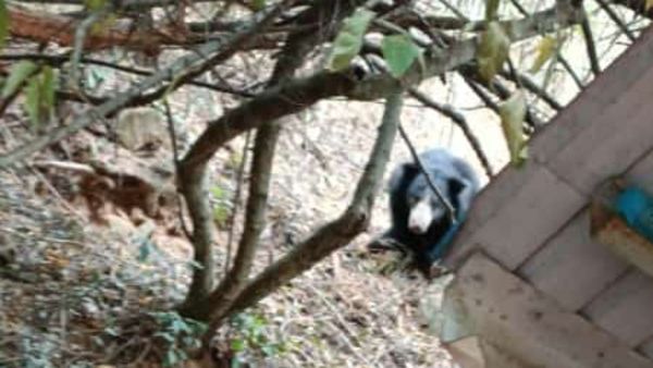 TTD: చిరుతల టెన్షన్, ఎలుగుబంటి హల్ చల్ - భక్తుల్లో ఆందోళన..!!