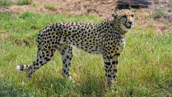 నేషనల్ పార్క్‌లో మరణ మృదంగం: మరో చిరుత మృతి