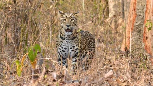 తిమ్మాయిపల్లిలో చిరుతపులి సంచారం, లేగదూడపై దాడి: భయంలో జనం