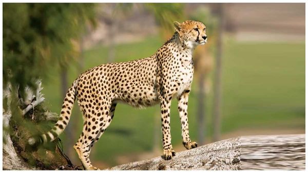 Tirumala: తిరుమలలో చిక్కిన మరో చిరుత.. ఊపిరి పీల్చుకుంటున్న భక్తులు..