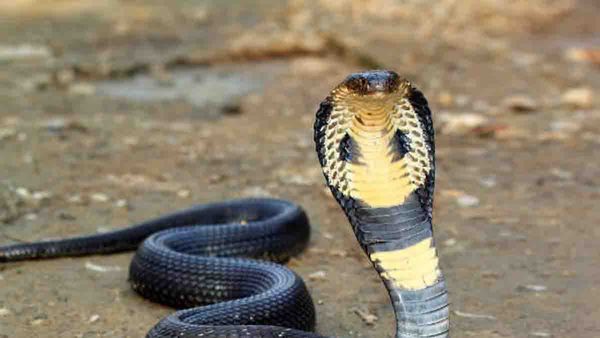 Snakes: ఓ ఇంట్లో 20 నాగుపాము పిల్లలు.. నాగుపాము రాకతో తెలిసిన భయంకర నిజం..