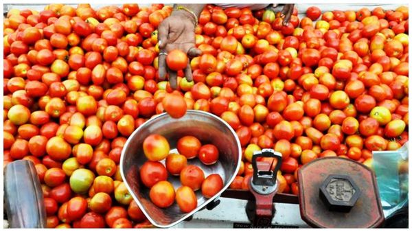 Tomato Price: భారీగా పడిపోయిన టమాటా ధర.. కిలో 30 రూపాయలే..!