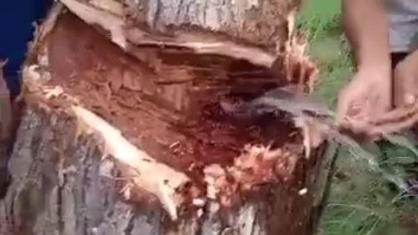 వీడియో: ఏపీలో వింత ఘటన- చెట్టు నరుకుతుండగా