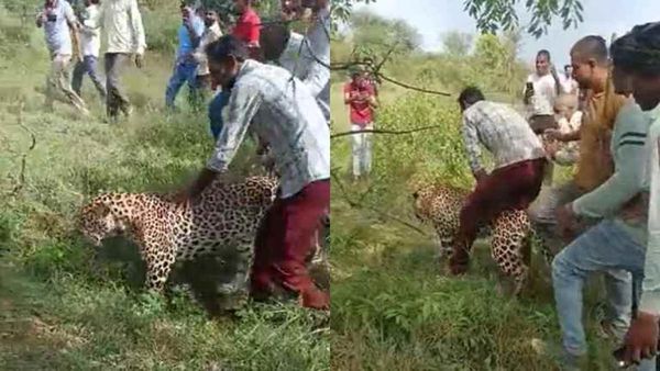 Leopard Video: అనారోగ్యంగా ఉన్న చిరుతతో ఆడుకున్నారు, స్వారీకి యత్నం