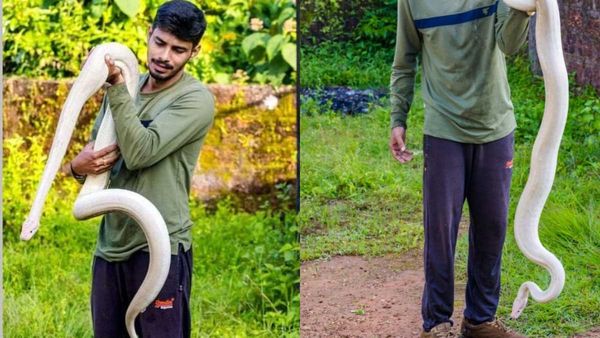 దేశంలోనే అతి పెద్ద తెల్లరంగు కొండ చిలువ, అర్దరాత్రి ఇంటి పక్కకు ఎలా వచ్చిందంటే!